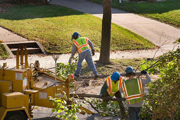  King Arthur Park, MT Tree Removal and Landscaping Services Pros